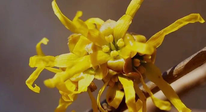 Hamamelis Virginiana.jpg